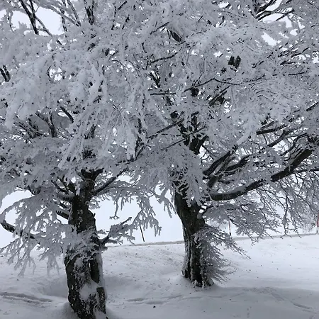 Schwarzwaldhimmel Semesterbostad *
